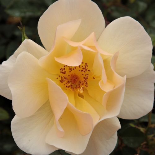 Róże sprzedaż internetowa - Żółty  - róże okrywowe - róża z dyskretnym zapachem - Rosa  Pimprenelle™ - Georges Delbard - Świetnie nadaje się do szybkiego przykrycia dużych powierzchni, zarówno kwitnięcie, jak i drugie kwiaty są bogate.